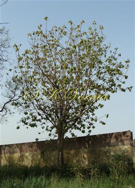  Plant